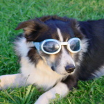 Rowdy's Going to Hollywood with Doggles